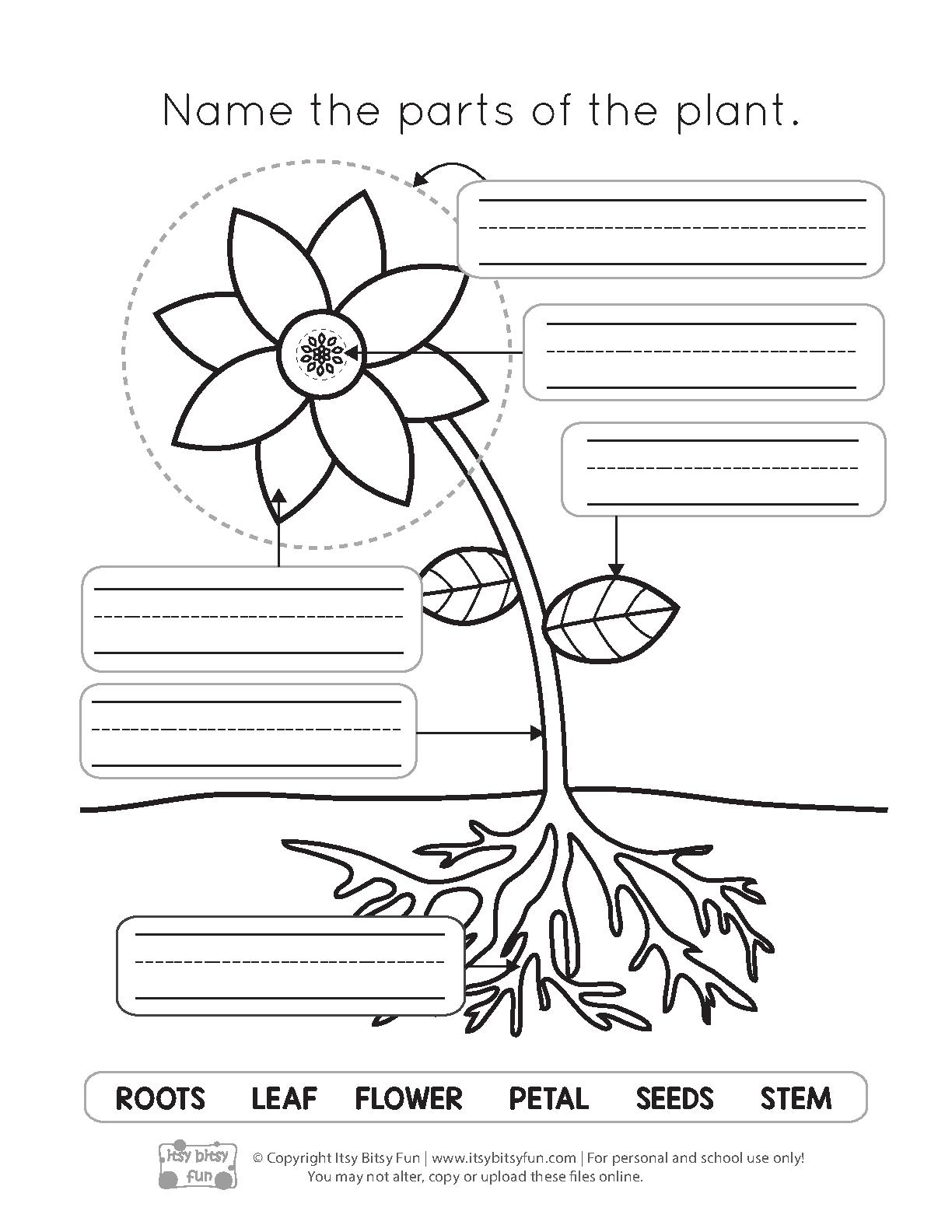 Parts of a Plant Worksheets 7 pages.pdf PDF Host