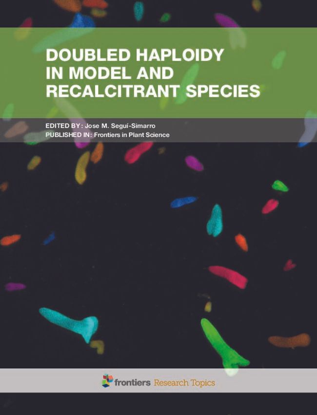 PDF document image preview