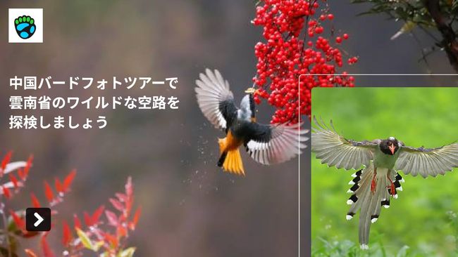 PDF document image preview