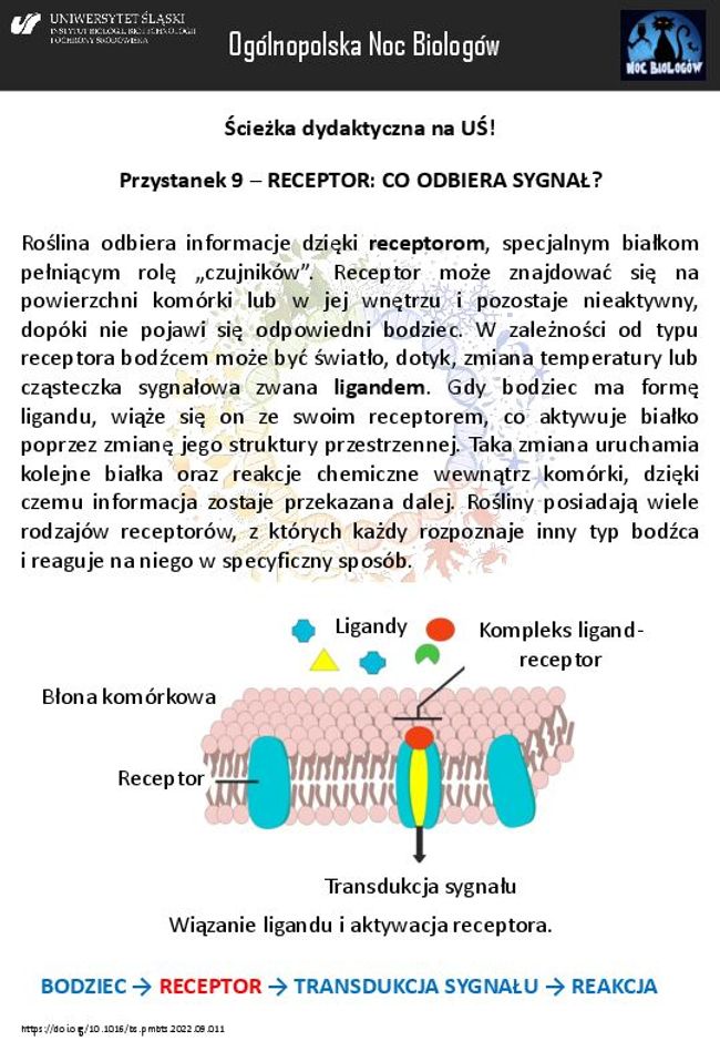 PDF document image preview