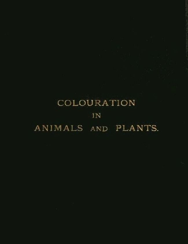 PDF document image preview