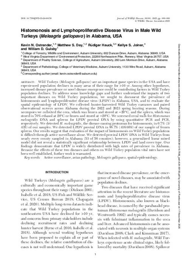 PDF document image preview