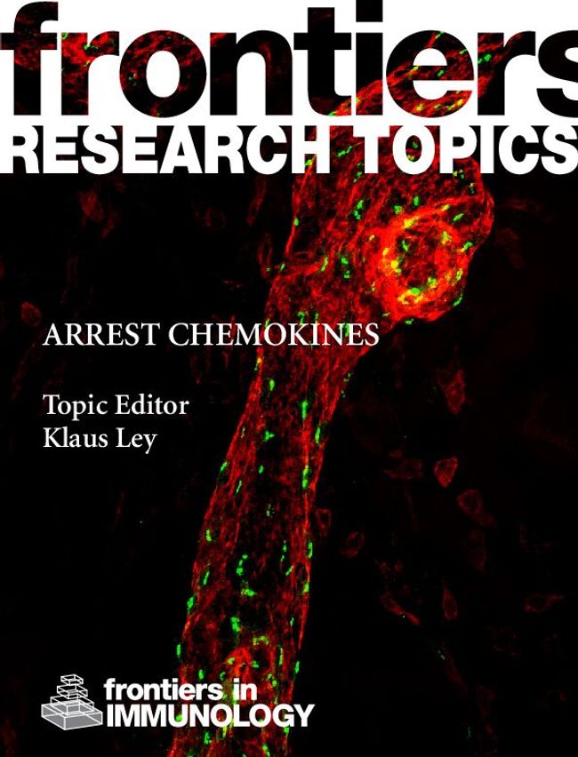 PDF document image preview