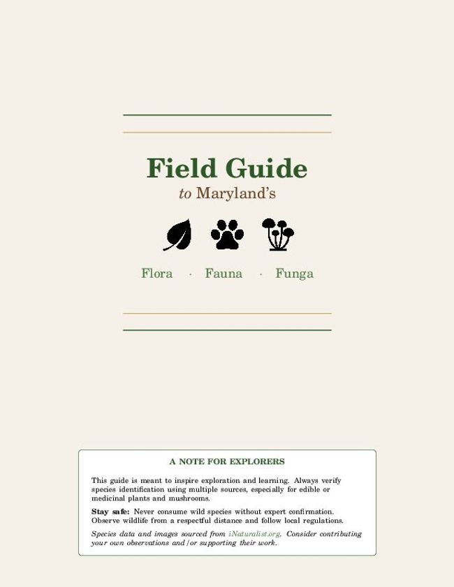 PDF document image preview