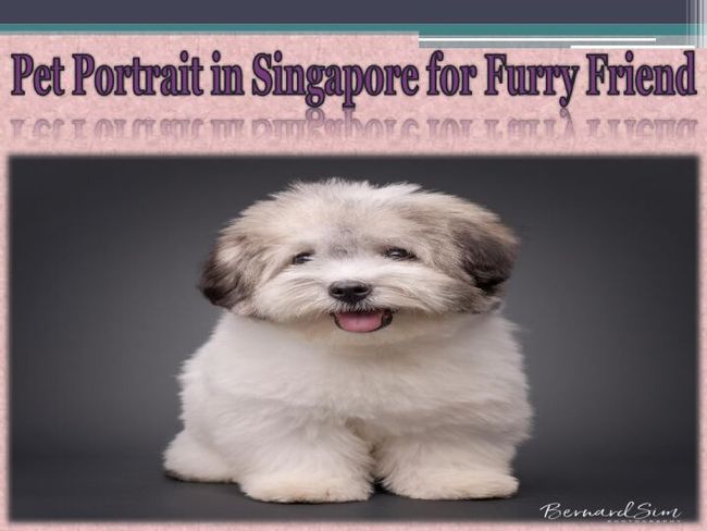 PDF document image preview