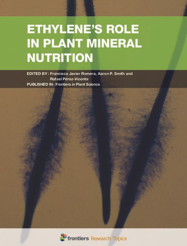 PDF document image preview